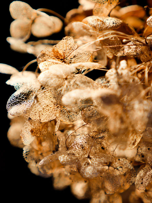 dried-flower-in-the-sun-2