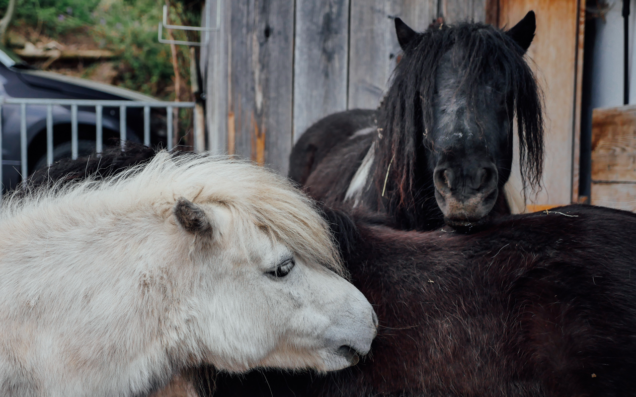 Affectionate ponies.